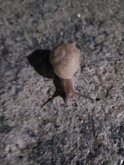 Zachrysia provisoria