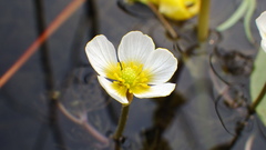 Ranunculus longirostris
