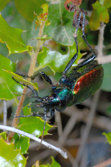 Calosoma sycophanta