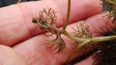 Ranunculus longirostris