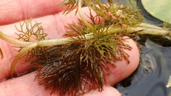 Ranunculus longirostris