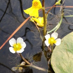 Ranunculus longirostris