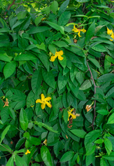 Mandevilla subsagittata