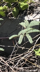 Vachellia insulae-iacobi