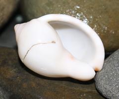 Semicassis zeylanica