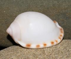 Semicassis zeylanica