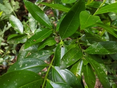Buxus citrifolia