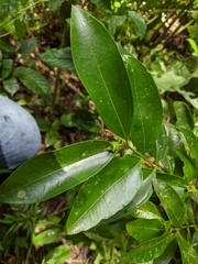 Buxus citrifolia