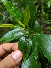 Buxus citrifolia