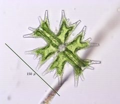 Micrasterias mahabuleshwarensis