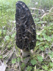 Morchella australiana