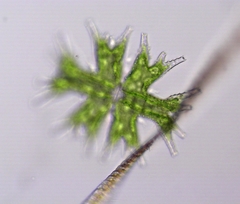 Micrasterias mahabuleshwarensis
