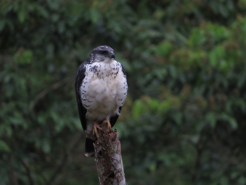 Grey-backed Hawk (Pseudastur occidentalis), photo 5