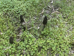 Morchella australiana