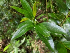 Buxus citrifolia