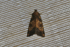 Papaipema cataphracta