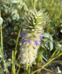 Dalea lachnostachys