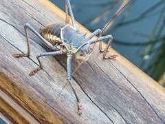 Acanthoplus