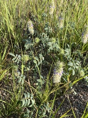 Dalea lachnostachys