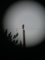 Bubo virginianus