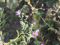 Dieteria bigelovii