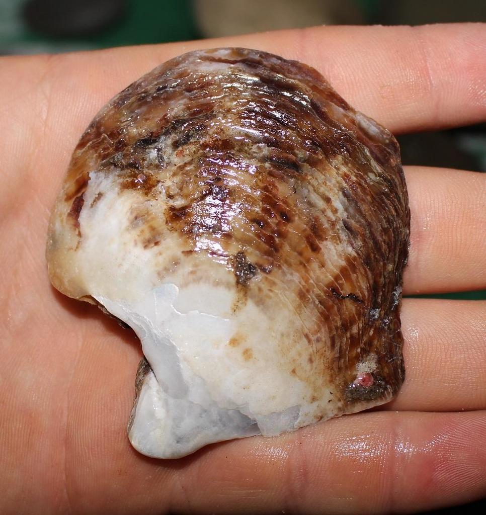 Cape Pearl Oyster