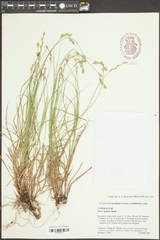 Carex hyalina