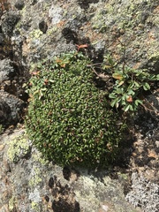 Diapensia lapponica