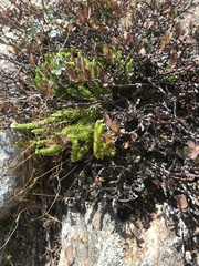 Huperzia appressa