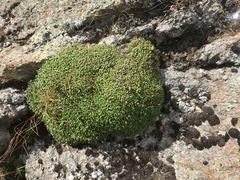 Diapensia lapponica
