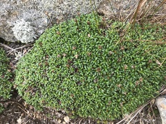 Diapensia lapponica