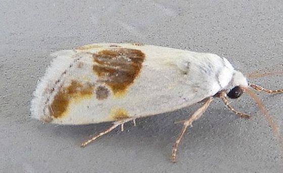 Ponometia huita