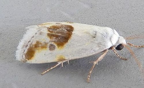Ponometia huita