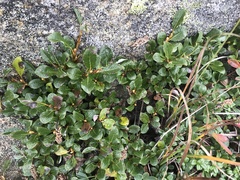 Salix uva-ursi