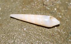 Turritella capensis