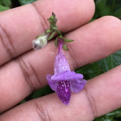 Asystasia dalzelliana