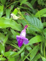 Asystasia dalzelliana