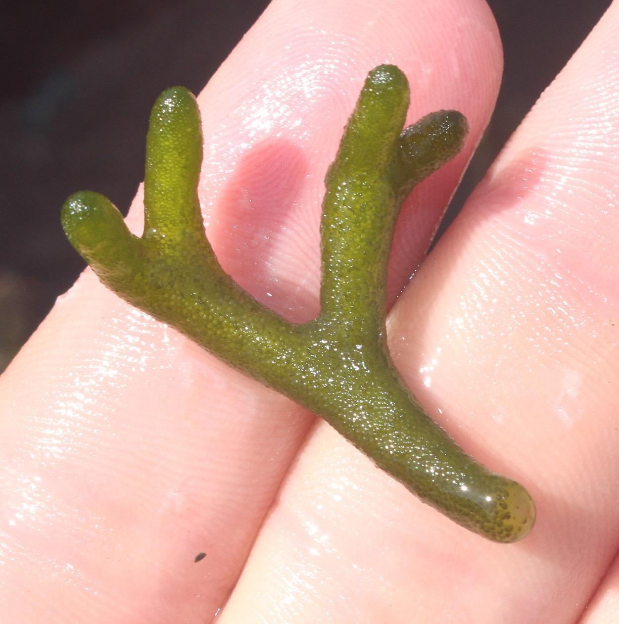 Pseudocodiaceae