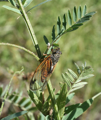 Cicadetta concinna