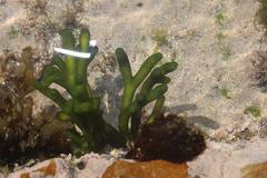 Pseudocodium devriesii