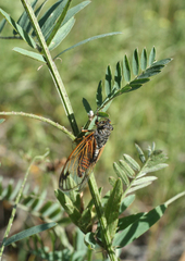 Cicadetta concinna