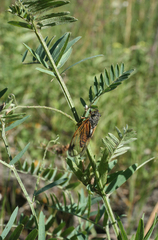 Cicadetta concinna
