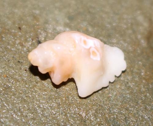 Poropteron graagae