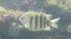 Abudefduf septemfasciatus