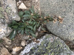 Solidago leiocarpa