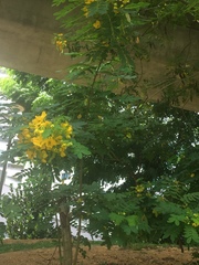 Senna surattensis