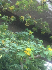Senna surattensis