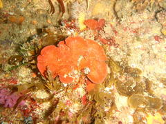 Sonderophycus capensis