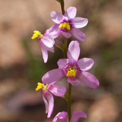 Ixia scillaris scillaris