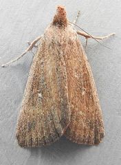 Condica leucorena